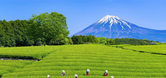 日本茶叶品牌形象设计分享—静冈茶叶品牌形象升级